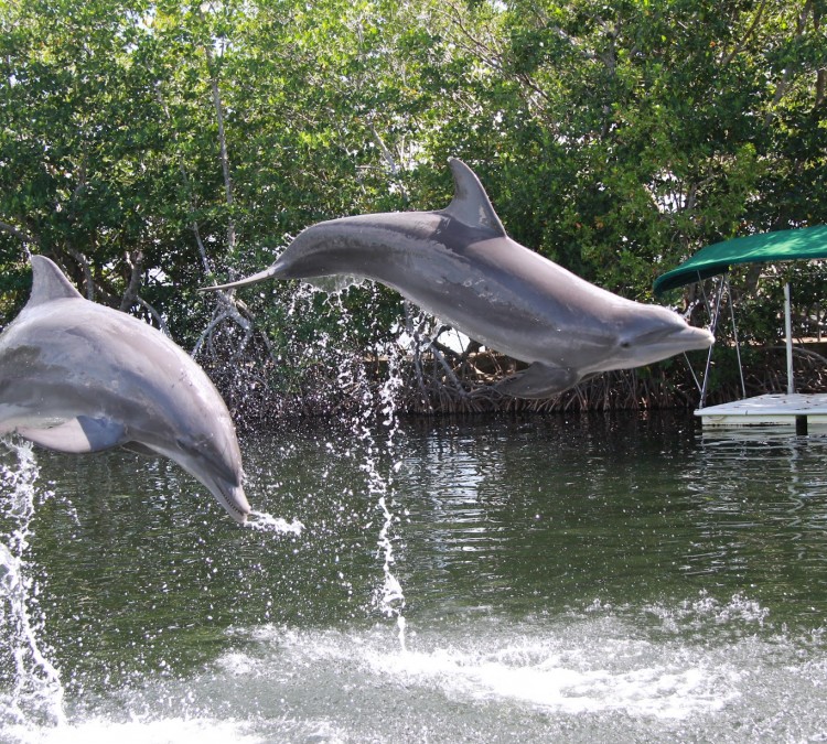 Dolphins Plus Bayside (Key&nbspLargo,&nbspFL)